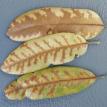 Oak Wilt Leaves 