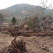 Brush Pile Before Mulching