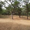 Cleared and thinned out woods