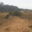 Mulching  Before