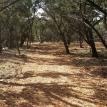 Cedar Mulch Trail