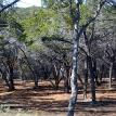 Cedar Wood Mulched