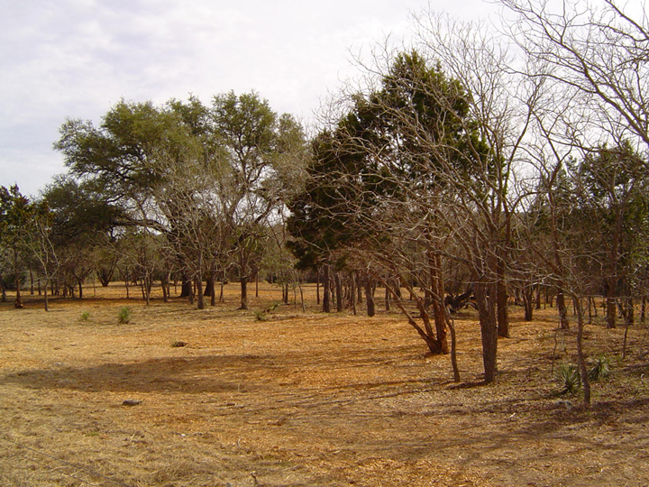 Cedar Clearing  and Mulching Services