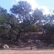 Oak Tree Trimming and Chipping