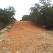 mulch trail