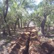 Oak Wilt Trenching